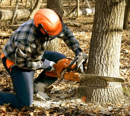 Tree Removal in Purcellville, VA